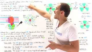 Mechanism of ATP Synthase [upl. by Laing]