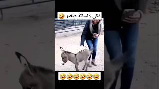 الحمار الصغير مالة حل 😂 ضحك abuqais24 funny [upl. by Arec]