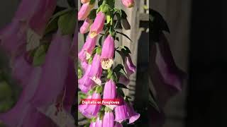 Foxgloves in our Garden flowers garden auslife [upl. by Countess]