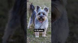 What is the Yorkshire Terrier lifespan dog facts yorkshireterrier [upl. by Lexi]