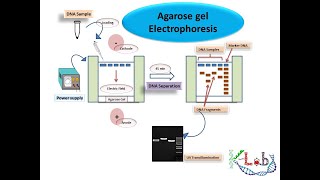 Agarose Gel Electrophoresis HD Principle Methodology amp Protocol [upl. by Annaj]