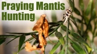 Praying Mantis  EPIC Hunting Compilation [upl. by Aneela]