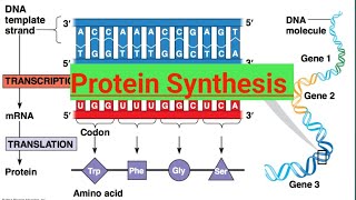 Protein Synthesis12 BiologyMolecular Basis of Inheritance [upl. by Suirada]