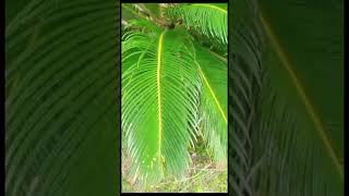 quotCycus Planting amp Care Complete Guide to Growing Cycas Revolutaquot [upl. by Amaleta]