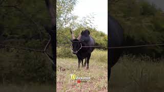 😱Mass 148 Kaalai 💥 jellikattu bull jallikatt cow trendingshorts [upl. by Jepson]