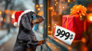 Christmas Spirit Dies for Sale Dachshund’s Sad Christmas Story 💔 [upl. by Sieber]