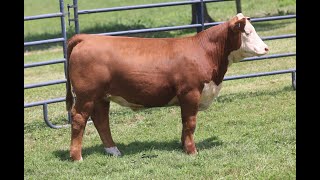 2024 Mohican Farms and Guests Sale  Lot 72 [upl. by Xel]