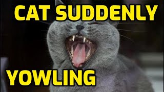 Why Is My Senior Cat So Vocal Screaming At Night [upl. by Eulalie]