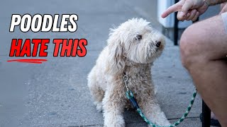 9 Surprising Things That Poodles Absolutely HATE [upl. by Trenna]