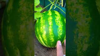 3 ways to tell if watermelon Ripe 🍉 If Ready to harvest  shorts watermelon garden [upl. by Amuwkuhc]