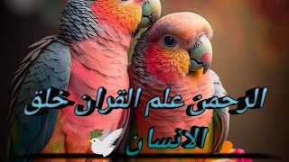 Surah Rahman  Mishary Rashid al Efasy سورة الرحمن  مشاري العفاسي PSTBayant [upl. by Eiznikam]