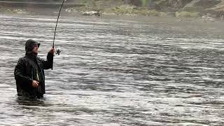 Catching an Early Chinook Salmon Springer on Clackamas River [upl. by Laemaj]