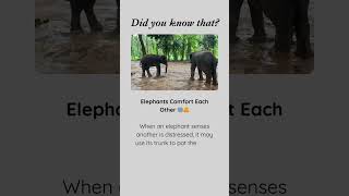 Did you know that Elephants Comfort Each Other 🐘🤗elephant facts shorts [upl. by Attiuqram]