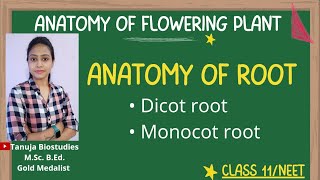 Ch6 Anatomy of Root  Dicot root Vs Monocot root  Class 11 BiologyNEETAIIMS [upl. by Ramahs691]