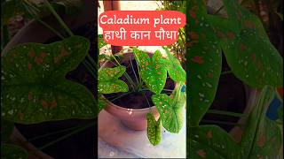 Caladium plant🌿आपका रंगीन दोस्त❤️रंगबिरंगी पत्ती वाला 🎊shorts shortfeed youtubeshorts [upl. by Ahtel]