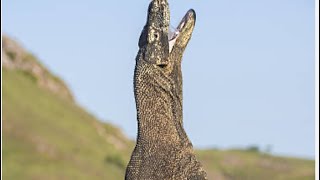 The most powerful poisonous animal ever found in the world Komodo dragon [upl. by Gervais]