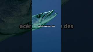 🐟 Le Barracuda  Prédateur des Océans 🐠 animaux poisson [upl. by Salguod]