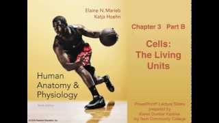 Chapter 3 Part B Cells Anatomy amp Physiology Lecture [upl. by Akinnor872]