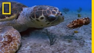 Loggerhead vs Lobster  National Geographic [upl. by Melc]