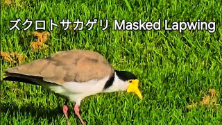 ズクロトサカゲリ Masked Lapwing Western Spring Park Auckland [upl. by Nodnahs]