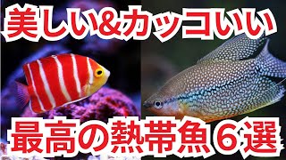 多くの思い出が詰まった熱帯魚についてひたすら熱く語ります [upl. by Stoffel]