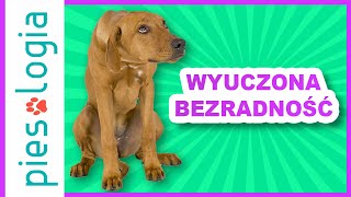 Wyuczona bezradność u psa [upl. by Milurd]