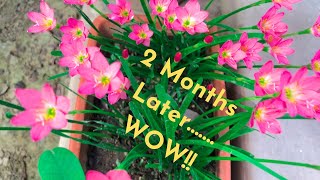 RAIN LILY plant care TIPS and SURPRISING results in 2 months [upl. by Nairret976]