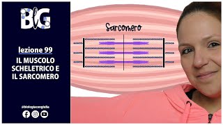 Il MUSCOLO SCHELETRICO e il SARCOMERO [upl. by Leigha819]