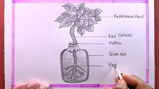 How To Draw Process Of Ascent Of Sap In The peperomia Plant [upl. by Ymirej]