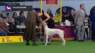 Ibizan Hounds  Breed Judging 2019 [upl. by Edgard]