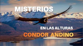 ✔️ALAS que Desafían el Cielo Las LEYENDAS del CONDOR ANDINO [upl. by Eneri79]