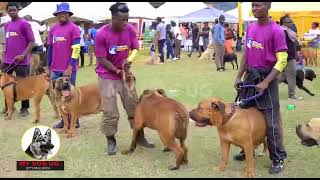 Meet the biggest breeder of Boerboels in Africa Jabo [upl. by Maryellen]