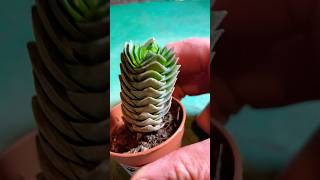 Crassula Buddhas temple succulent indoorplants houseplants plant [upl. by Walden64]