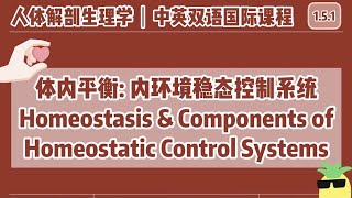 【中英双语国际课人体解剖生理学】体内平衡 内环境稳态控制系统  Homeostasis amp Components of Homeostatic Control Systems [upl. by Annez593]