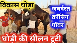 Horse 🐎 को crossing से पहले कैसे पॉवर मे लाते हैं तब जाकर लगता है 746hp का झटका  horsecrossing [upl. by Odraner]