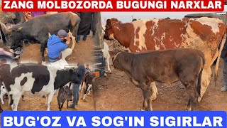 BUGUN SOGIN SIGIRLAR JUDA KOP KIRDI SURXONDARYO MUZRABOT ZANG MOLBOZORI 16112024 [upl. by Shaver]