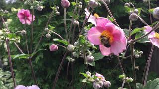 Bumblebees Buzz Pollination [upl. by Gnuhn171]