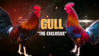 GULL GAMEFOWL HISTORY Fighting Style and History [upl. by Norraj]