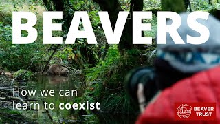 Beavers How we can learn to coexist [upl. by Baker]