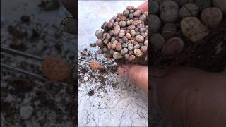 Lithops The Living Stone Plant plants houseplants lithops livingstoneplant [upl. by Hareehahs]