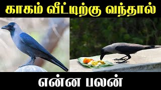 காகம் வீட்டுக்கு வந்தால் என்ன பலன் Lucky Pets for Home  Indian Astrology predictions [upl. by Akineg]