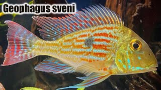 Geophagus Sveni  Care Guide amp Species Profile [upl. by Jenica892]