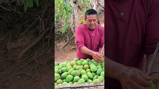 Dulce de mango verde una sabrosura que emocióoooon 😋🧑🏽‍🌾 campesinos ecuador agricultura [upl. by Carlisle]