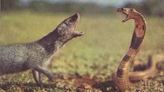 VIDEO Cobra Vs mongoose fight caught on camera  INDIA [upl. by Einegue689]