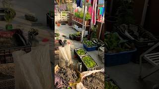 Dhalan ma nursery 💚🍃 nursery agriculture terracegarden terracegardening [upl. by Nauaj]