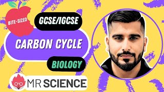 Carbon cycle  Ecology  Bitesized  GCSE  IGCSE Biology  Mr Science in 8K [upl. by Erdnoid553]