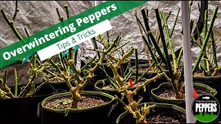 Overwintering Pepper Plants  A Complete Guide [upl. by Toolis162]