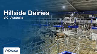 DeLaval 16 VMS™ V300 robotic milking  Hillside Dairies first milking [upl. by Ailuj942]