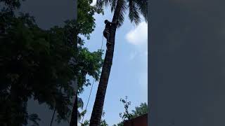 coconat tree cannet water chittagong  pure water  useful physical health [upl. by Nashbar]