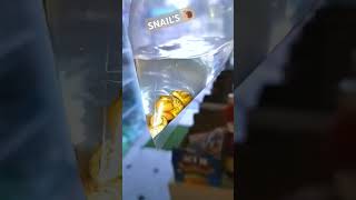 🔥💫🤯APPLE SNAILS FOR PLANTED AQUARIUM FISH BOWL AND AQUARIUM FISH SHOP VISITING LOW PRICE SNAILS 🔥🤯 [upl. by Ailes]